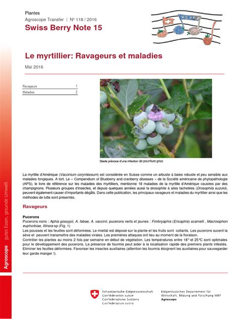 Diagramme illustrant les différentes maladies fongiques du framboisier et leurs symptômes distinctifs