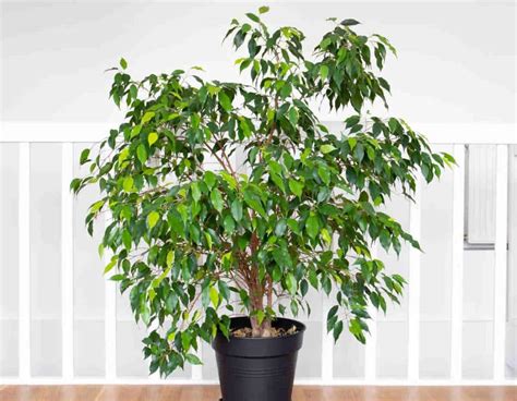 Un bonsaï ficus aux feuilles vertes et saines.