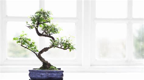 Une fenêtre lumineuse avec un bonsaï ficus placé à proximité.