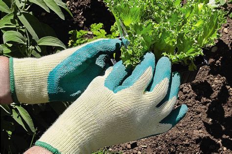 Illustration d'une main portant un gant de jardinage et tenant un outil de taille