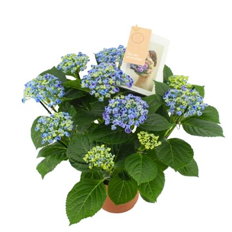 Hortensia Curly Wurly en fleurs