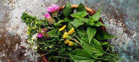 Plantes sauvages comestibles dans un potager