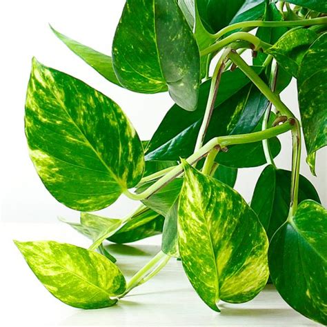 une plante de Pothos dans un intérieur lumineux avec ses tiges retombantes