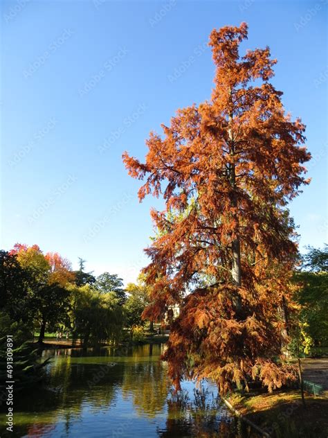 Cyprès chauve en automne