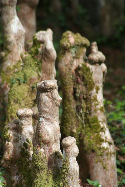 Schéma des pneumatophores du cyprès chauve