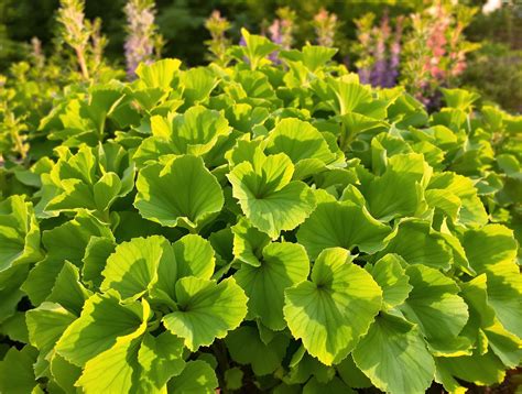Géranium citronnelle en pot avec feuillage vert vif