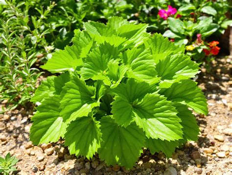 Géranium citronnelle taillé en arbuste compact