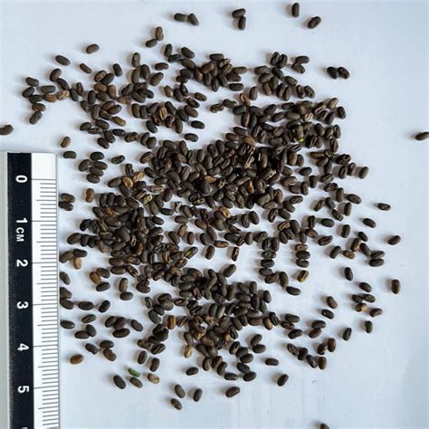 Graines de géranium citronnelle prêtes à être semées
