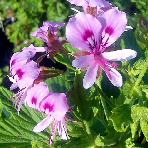 Comparaison visuelle entre Pelargonium citronellum et Pelargonium scabrum