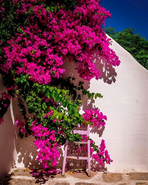 Bougainvillier rose éclatant sur un mur ensoleillé