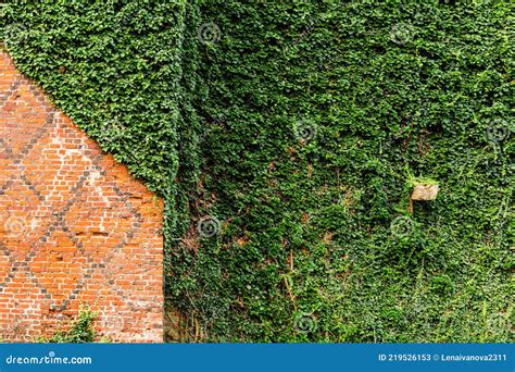 Lierre protégeant un vieux mur