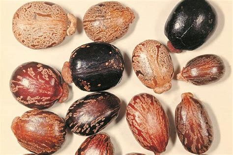 Image comparative des graines de ricin et de jéquirity