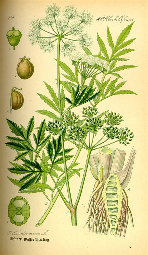 Illustration de la ciguë aquatique
