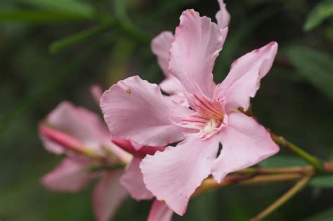 Photographie d'une fleur de laurier-rose