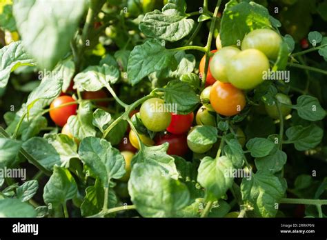 Plante de tomate tuteurée avec des fruits mûrs