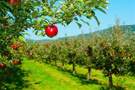 Paysage de verger ancien avec des arbres fruitiers variés