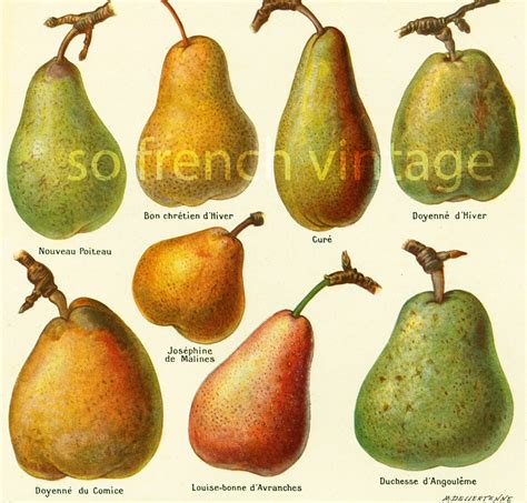 Variétés anciennes de pommes et poires avec leurs noms