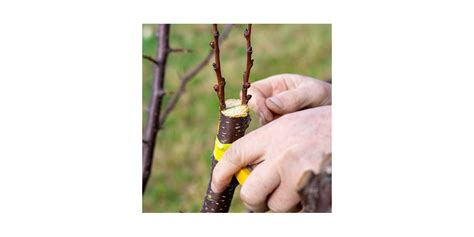 Arbre fruitier greffé avec deux variétés différentes
