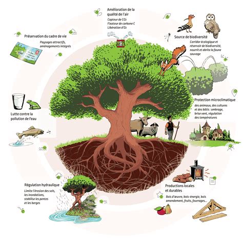 Schéma montrant l'importance des arbres fruitiers anciens pour la biodiversité