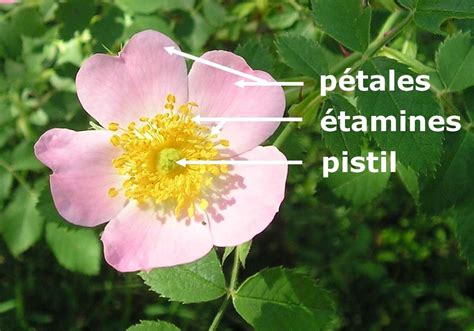 Illustration d'une fleur montrant le pistil, les étamines et les pétales