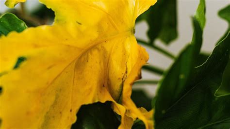 Feuilles de tabac jaunes sur une plante