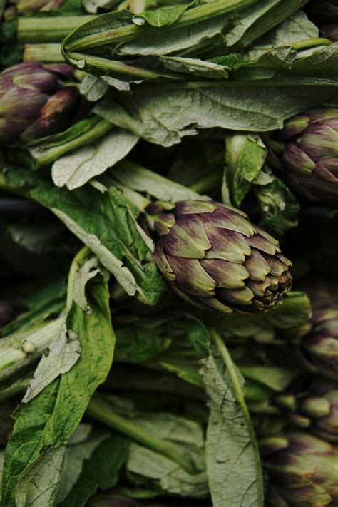 artichauts frais avec des feuilles vertes