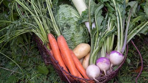 un assortiment de légumes d'hiver : poireaux, carottes, pommes de terre, choux