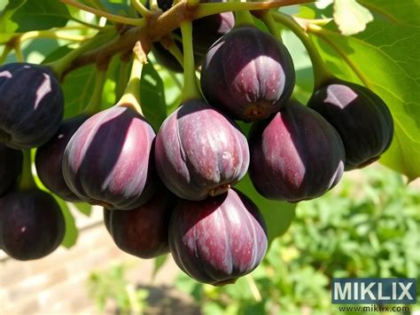 Figues mûres pendantes