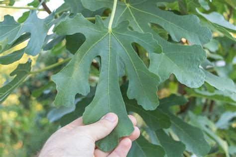 Feuilles de figuier atteintes par des parasites