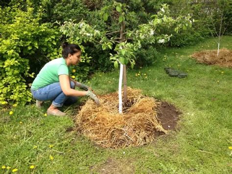 Arbre fruitier avec paillage au pied