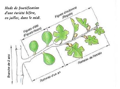 Schéma de la fructification du figuier bifère