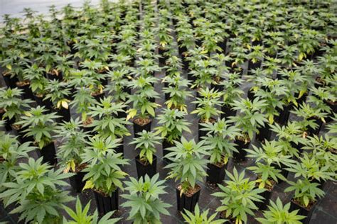 Représentation artistique de plants de cannabis