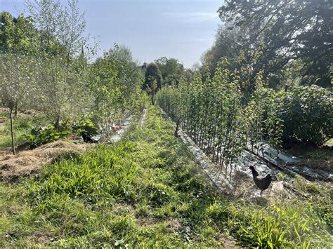 Pépinière du Moineau, arbres en pleine terre
