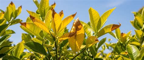 Feuilles de citronnier présentant des symptômes de chlorose