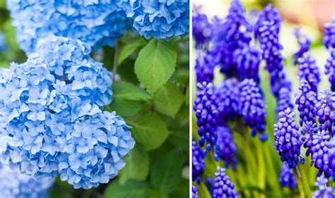 Hortensia aux fleurs bleues et violettes