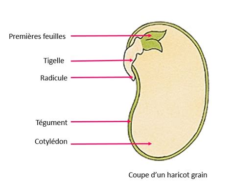 Cotylédons et premières feuilles de haricots