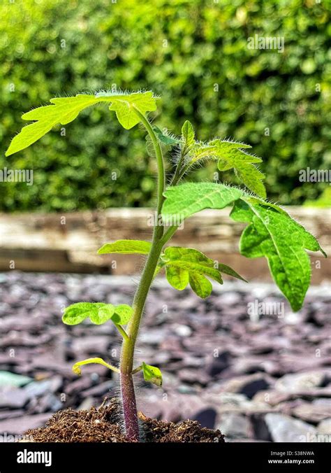 Jeune plant de tomate avec ses feuilles vraies