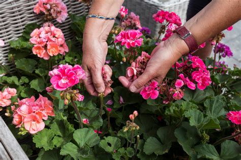 Géraniums avec des fleurs fanées à retirer