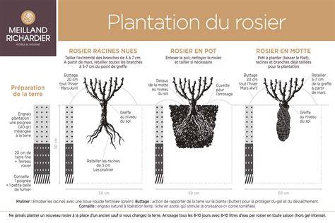 Schéma de plantation d'un rosier nain en pot avec couches de drainage