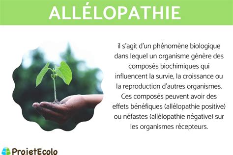 Infographie sur l'allélopathie et les interactions végétales