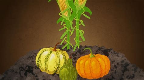 Illustration des Trois Sœurs (maïs, haricots, courges) en permaculture