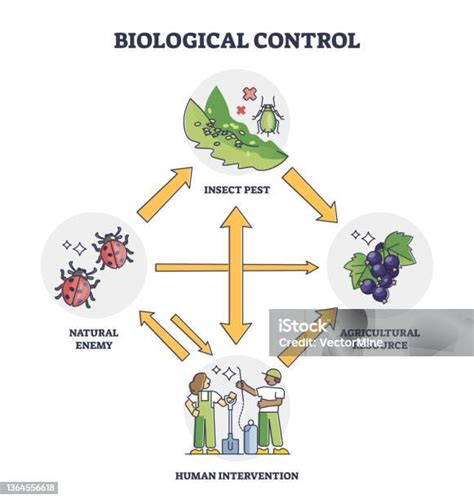 Schéma illustrant les différentes approches de la lutte biologique intégrée