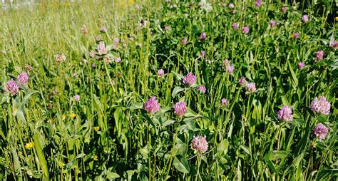 Prairie fleurie et trèfle blanc