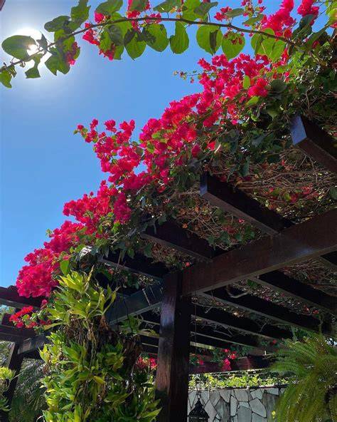 Bougainvillea en fleur sur une pergola