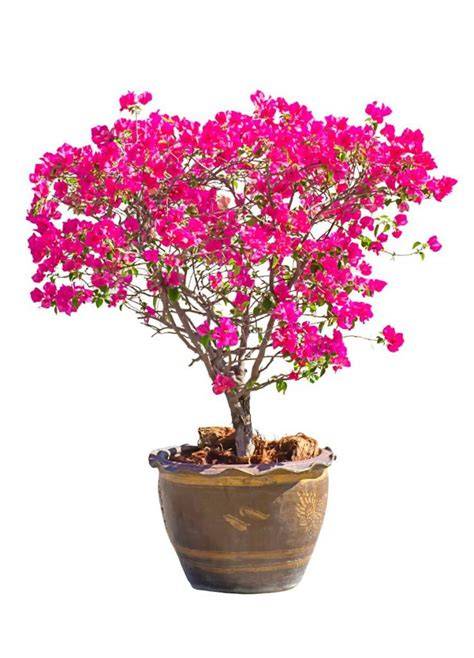Arrosage d'un bougainvillier en pot
