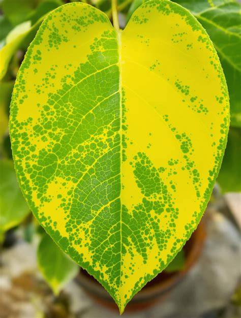 Feuilles jaunes de bougainvillier signe de chlorose