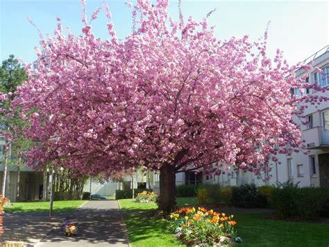 Cerisier Cœur de Pigeon - arbre en fleurs