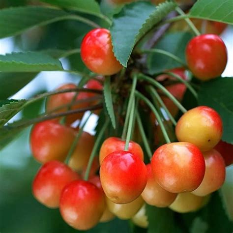 Cerises Coeur de Pigeon prêtes à être récoltées