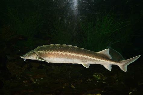 Esturgeon dans un bassin d'élevage