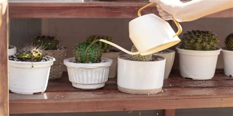 Graphique montrant la fréquence d'arrosage des cactus selon les saisons